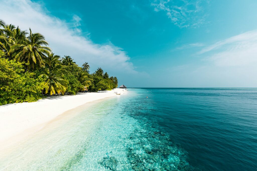 Things to do in Cairns, a tropical beach with palm trees and clear water